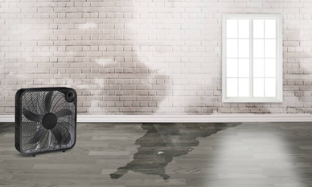 Best Water damage contractors near me  in Chevy Chase Village, MD